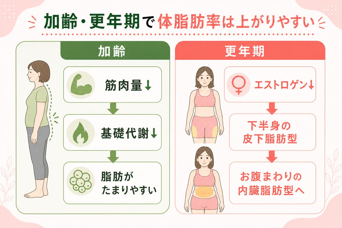体脂肪率が増える原因と「体重は減るのに体脂肪率が減らない」理由