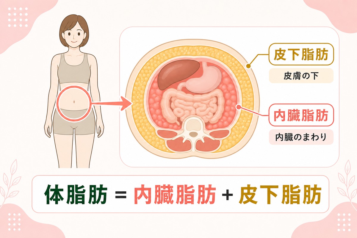体脂肪率とは?体脂肪や内臓脂肪・皮下脂肪との違い