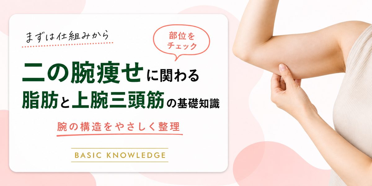 二の腕痩せに関わる脂肪と上腕三頭筋の基礎知識