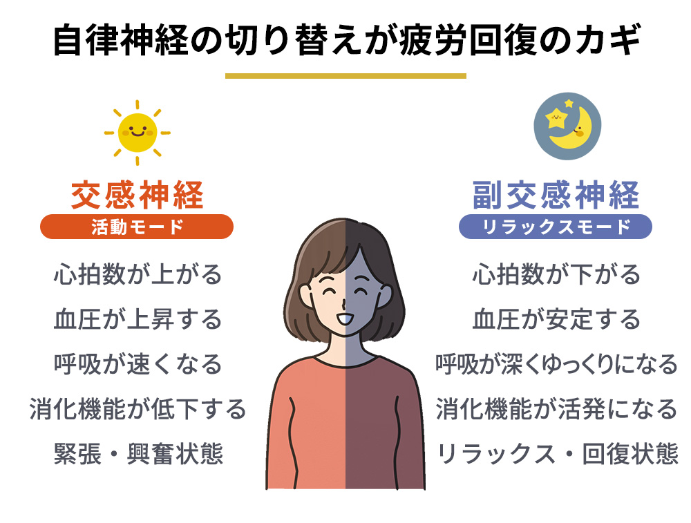 交感神経と副交感神経の特徴まとめ