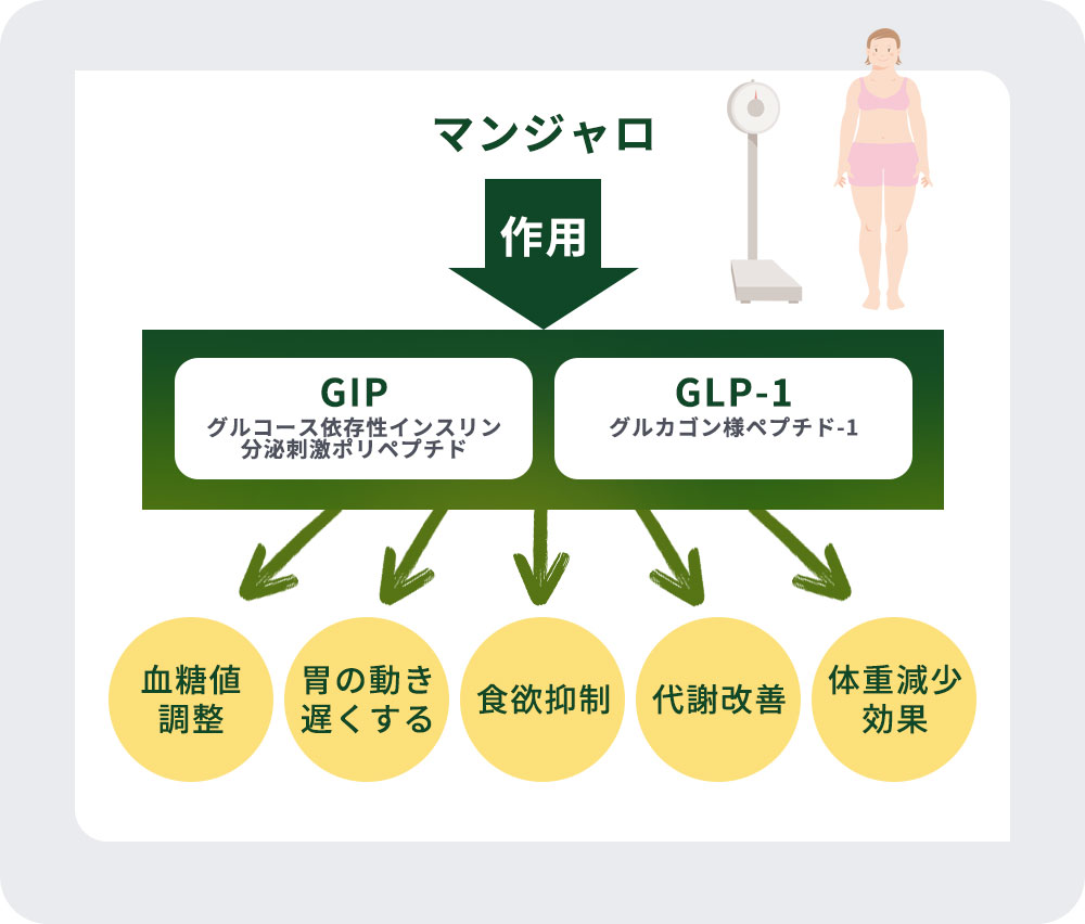 マンジャロの作用の図説