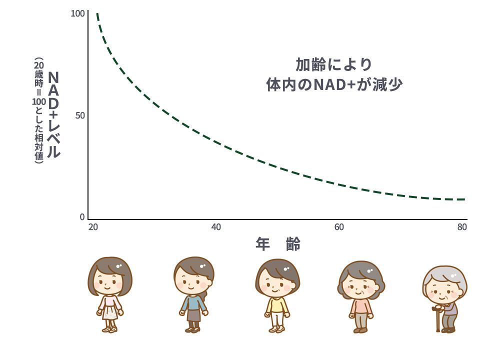 加齢とともに低下するとされるNAD+レベルの年齢の比例関係